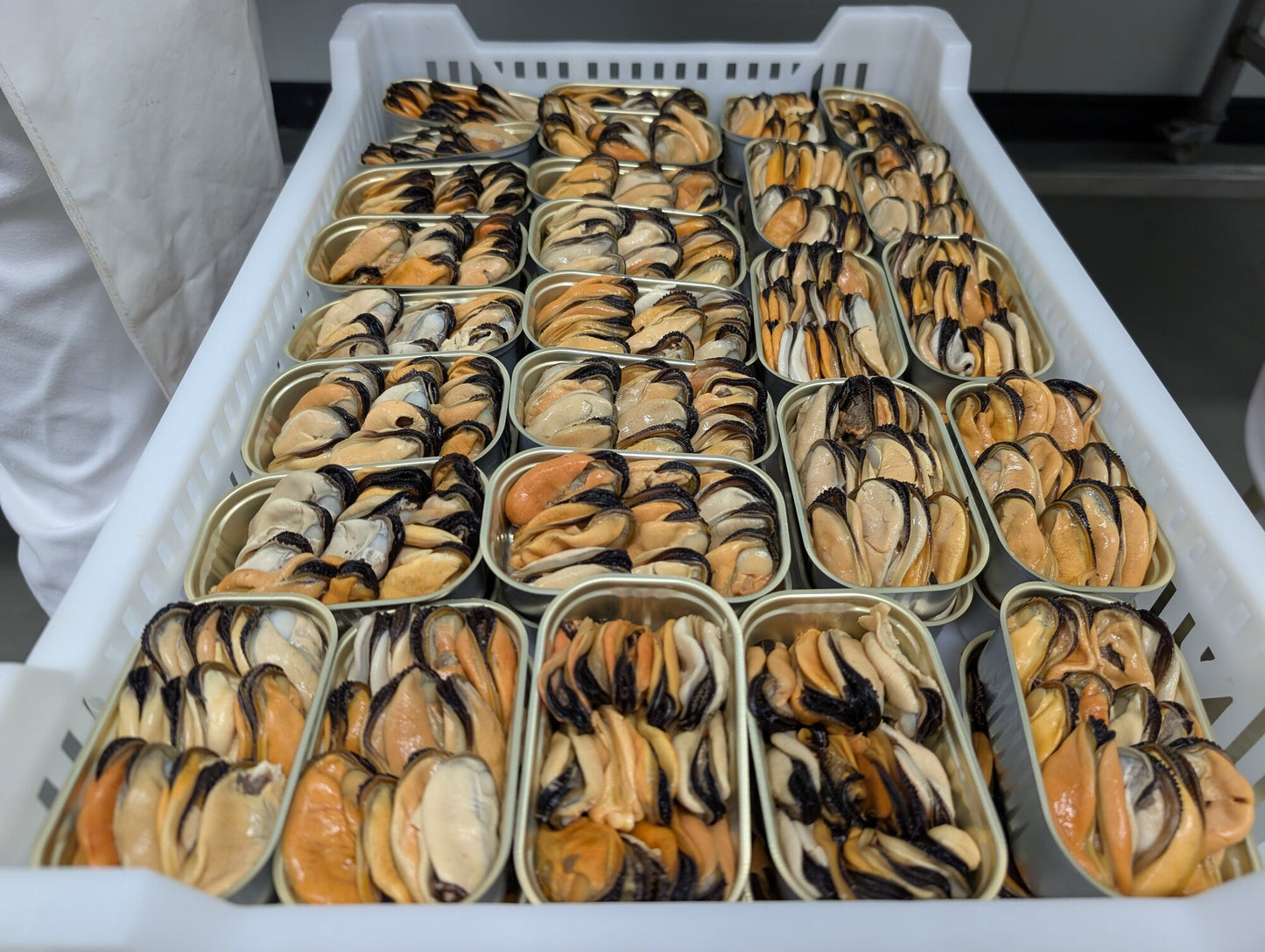 Mexilhão em latas abertas, antes de fechar, na fábrica de Sagres