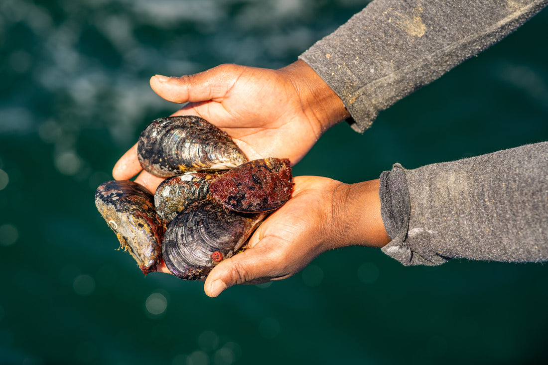 Mexilhão acabado de tirar do mar, nas mãos de um dos homens da Finisterra, ao largo de Sagres