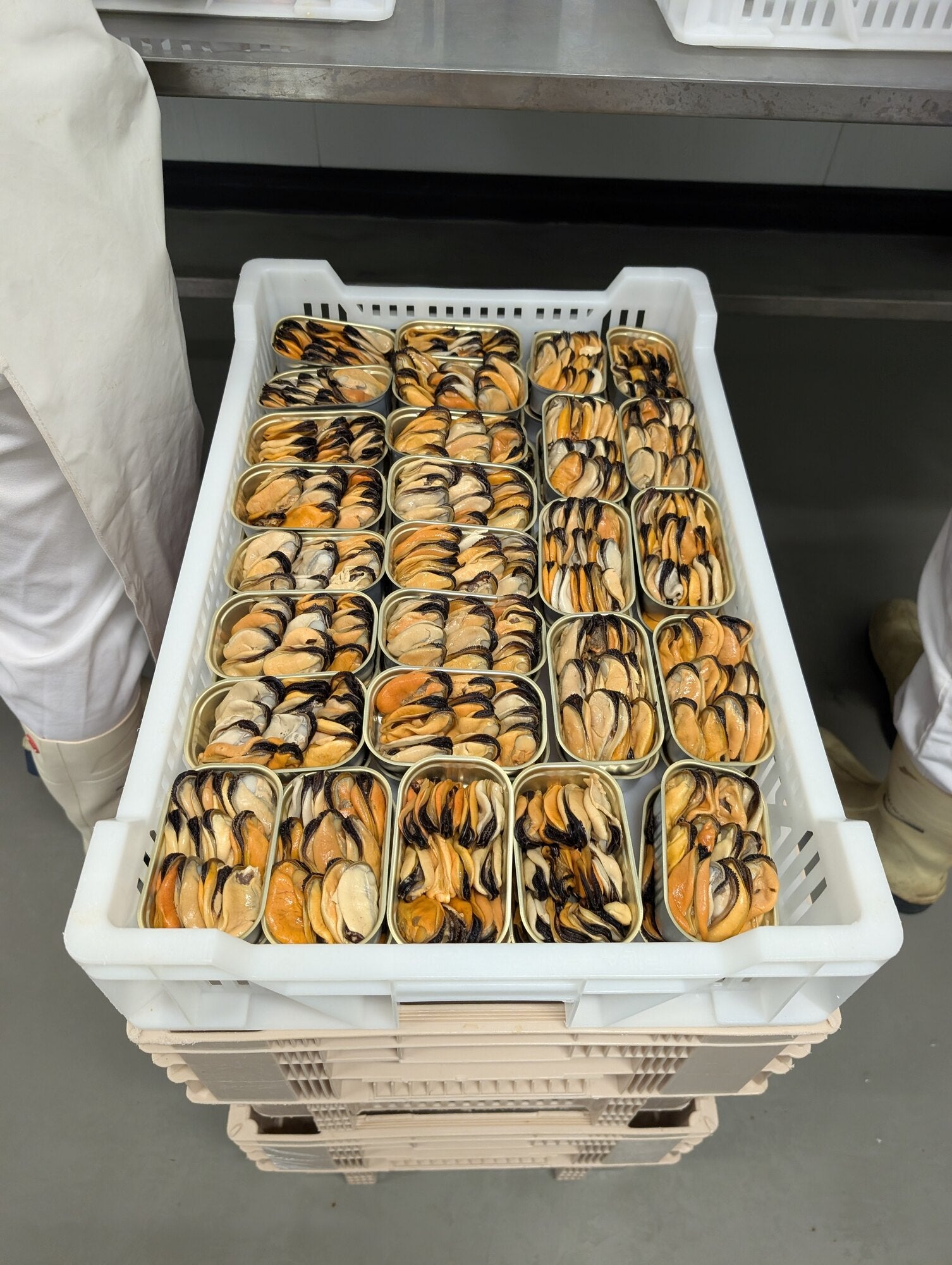 Mexilhão em latas abertas, antes de fechar, na fábrica de Sagres